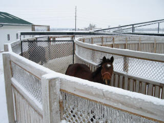 EquiGym Horse Exerciser in 2009 ice storm with horses in training