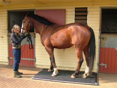 Palway Single Platform Portable Scale with large horse standing on it