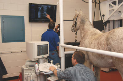 EquiGym Portable Stocks at Colorado State University teaching horse to read ultrasound