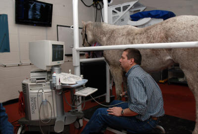 EquiGym Portable Stocks at Colorado State University with horse being examined with ultrasound