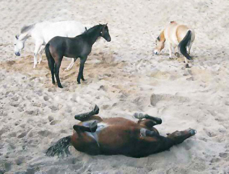 Horses having fun rolling in a sandy area