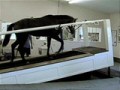 Horse walking on an incline on a EquiGym High Speed Treadmill