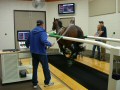 Horse at racing speed being scoped on an EquiGym High Speed Treadmill